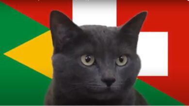 Hãy cùng mèo tiên tri dự đoán kết quả trận đấu Brasil vs Thụy Sĩ World Cup 2022 