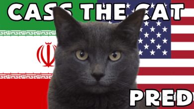 Hãy cùng mèo tiên tri dự đoán kết quả Iran vs Mỹ World Cup 2022 