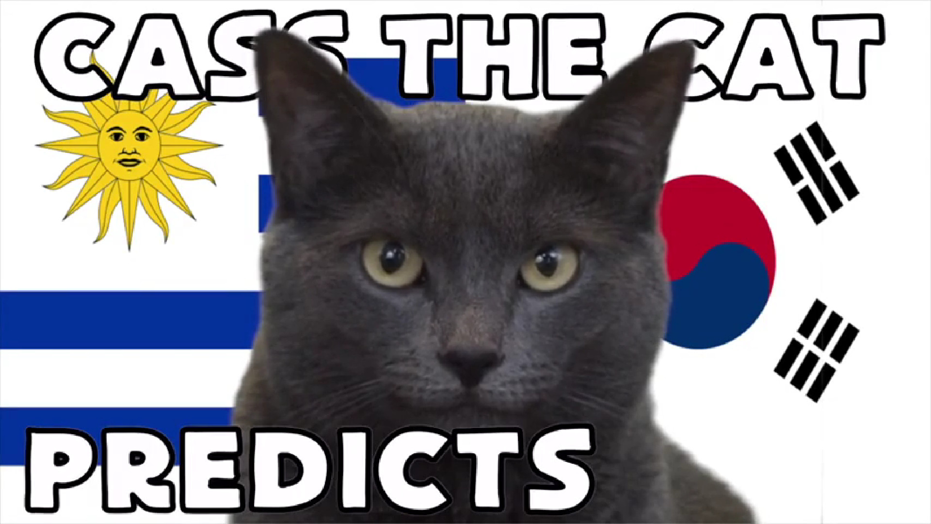 Mèo tiên tri đưa ra dự đoán kết quả Uruguay và Hàn Quốc